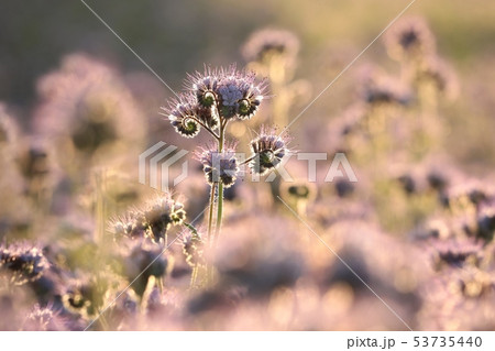 Lacy phacelia (Phacelia tanacetifolia) at dawn 53735440