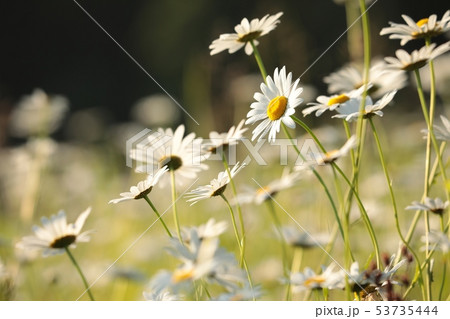 Daisies on a spring meadow at dusk 53735444