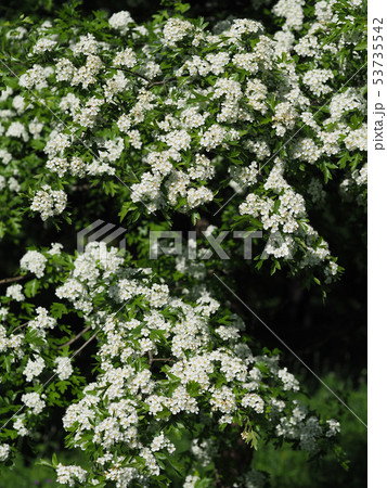 A Hawthorne tree in full bloom. A Hawthorne tree in full bloom. 53735542