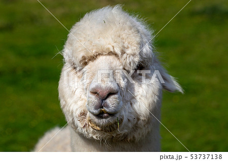 A close up image of an Alpaca A close up image of an Alpaca 53737138