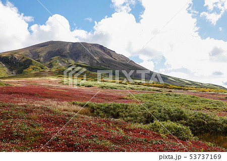 大雪山_旭岳と裾合平のチングルマ草紅葉_9月中旬 大雪山_旭岳と裾合平のチングルマ草紅葉_9月中旬 53737169