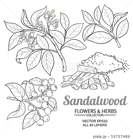 sandalwood vector set-插圖素材[53737489] - PIXTA圖庫