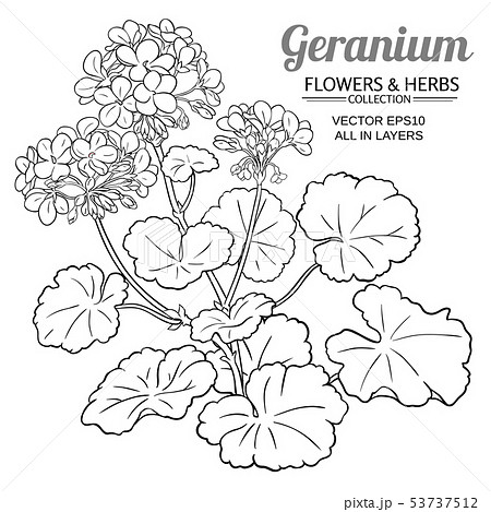 geranium plant illustration 53737512