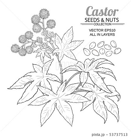 castor vector set castor vector set 53737513