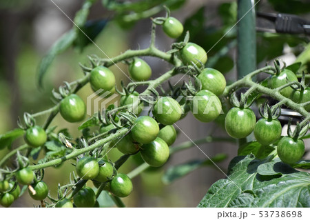 家庭菜園のミニトマト 53738698