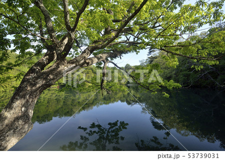 十二湖　八景の池 53739031
