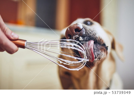 Dog licking cream 53739349
