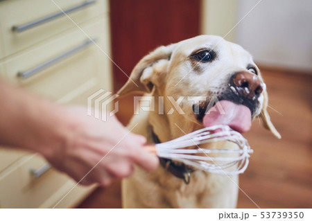 Dog licking cream 53739350
