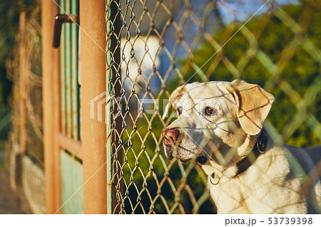 Dog waiting behind fence Dog waiting behind fence 53739398