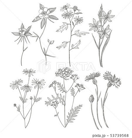 Collection of hand drawn flowers and herbs. Botanical plant illustration. Vintage medicinal herbs 53739568
