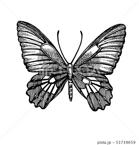 Butterflies silhouettes. Butterfly iconsのイラスト素材
