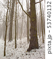Falling snow and old tree with bird box 53740132