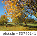 Old apple trunks from autumn season 53740141