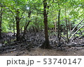 石垣島のマングローブ 53740147