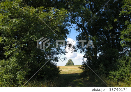 Old tree soil and plant gate photo 53740174