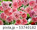 バラ 53740182