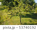 Young apple tree from autumn season 53740192