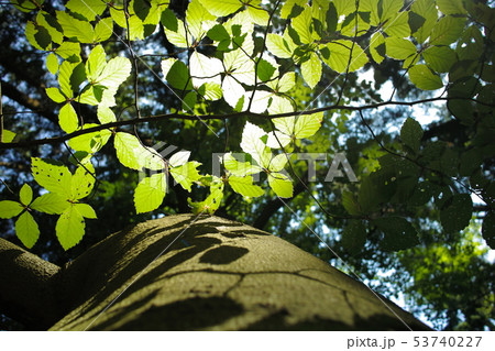 Leaves and old beech trunk tree 53740227