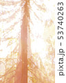 Fantasy tree abstract bright energy photo backgrou 53740263
