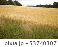 Agriculture background, golden grain soil photo 53740307