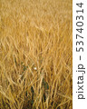 Weed in yellow grain before harvest 53740314