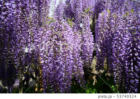 藤を眺める 藤を眺める 53740324