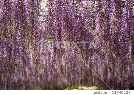 藤を眺める 藤を眺める 53740327