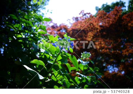 あじさい 53740328