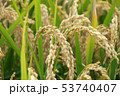 収穫間近の稲穂 53740407