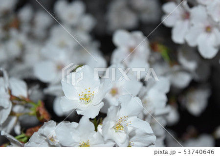 夜桜見物 夜桜見物 53740646