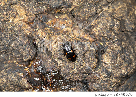 ヨツボシケシキスイ 53740676