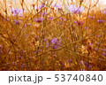 Summer flower meadow photo background 53740840