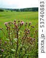 Thistle flower on a meadow 53740883