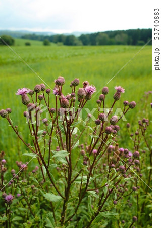 Thistle flower on a meadow 53740883