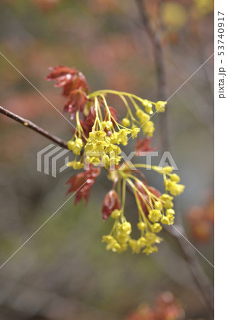 アカイタヤの花 53740917