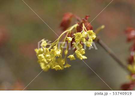 アカイタヤの花 53740919