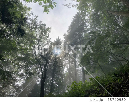 三峰神社の神聖な森の写真素材