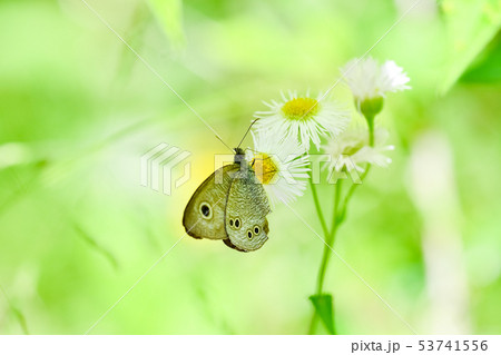 ヒメウラナミジャノメ 53741556