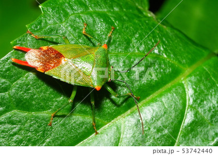 ハサミツノカメムシ（オス） 53742440