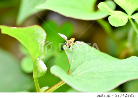 ミナミヒメヒラタアブ 53742835