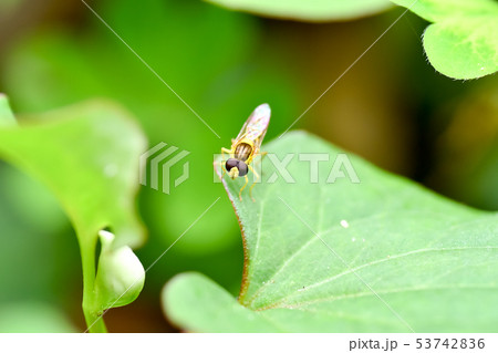 ミナミヒメヒラタアブ 53742836