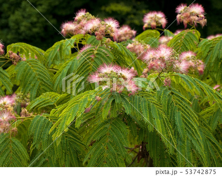 ネムノキ　(学名 Albizia julibrissin) 53742875