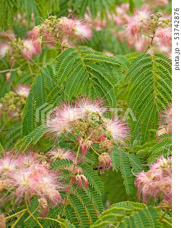 ネムノキ　(学名 Albizia julibrissin) 53742876