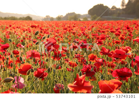 夕暮れのポピー畑 栃木県さくら市 夕暮れのポピー畑 栃木県さくら市 53743101