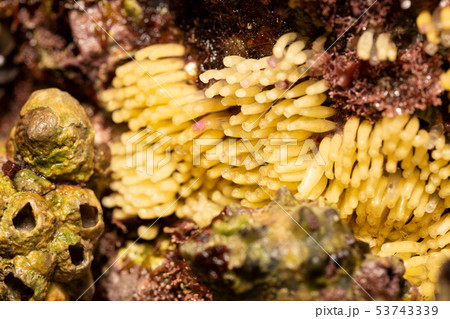 イボニシ 産卵 イボニシ 産卵 53743339