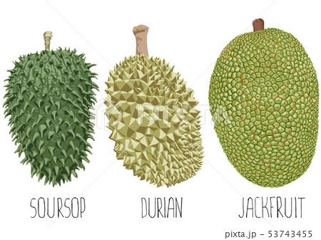 fruit on white background 53743455