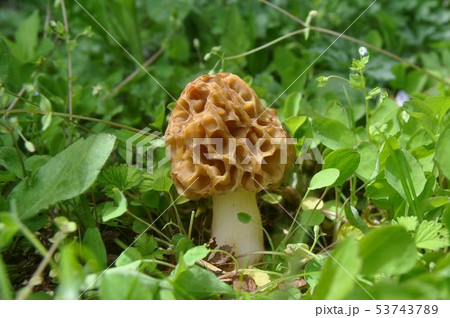 【春のきのこ】アミガサタケ*広義 53743789