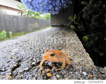 カエル, アジサイ, かえる, あじさい, 蛙, 紫陽花, 帰る, 梅雨, つゆ, 雨 53743975