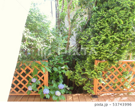 初夏 リビングから見える庭の植物たち(カーテン) 初夏 リビングから見える庭の植物たち(カーテン) 53743996