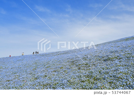 ひたち海浜公園のネモフィラ ひたち海浜公園のネモフィラ 53744067